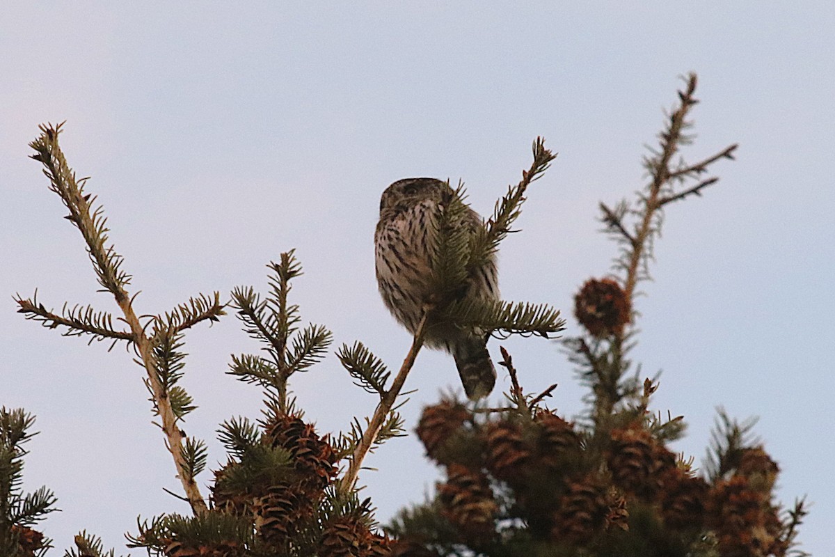 Northern Pygmy-Owl - ML645679126