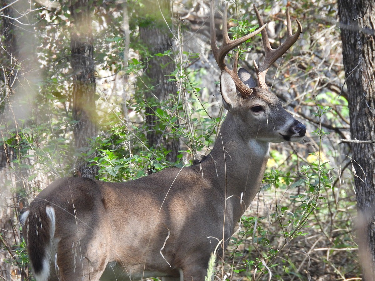 動物界 - ML645679128