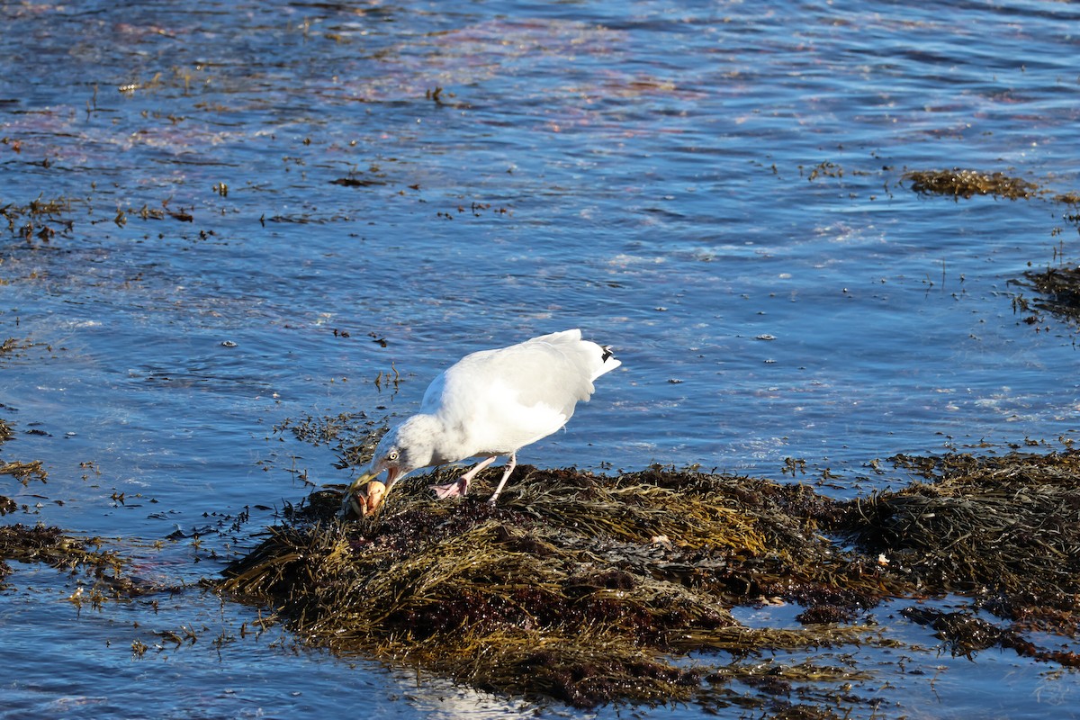 Kaio hauskara amerikarra - ML645679129