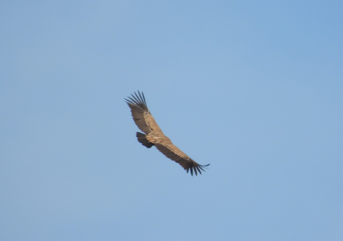 Eurasian Griffon - ML645679132