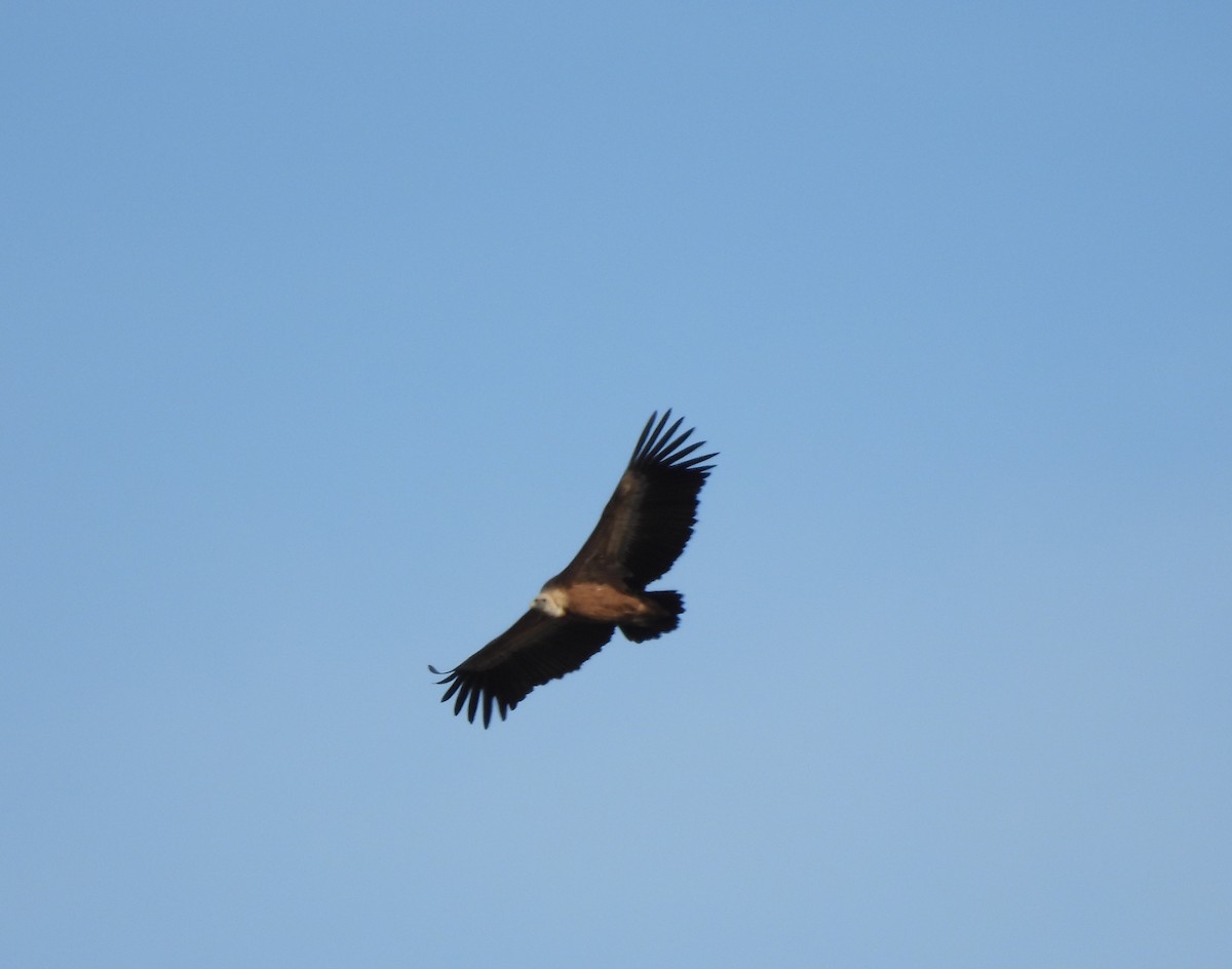 Eurasian Griffon - ML645679133