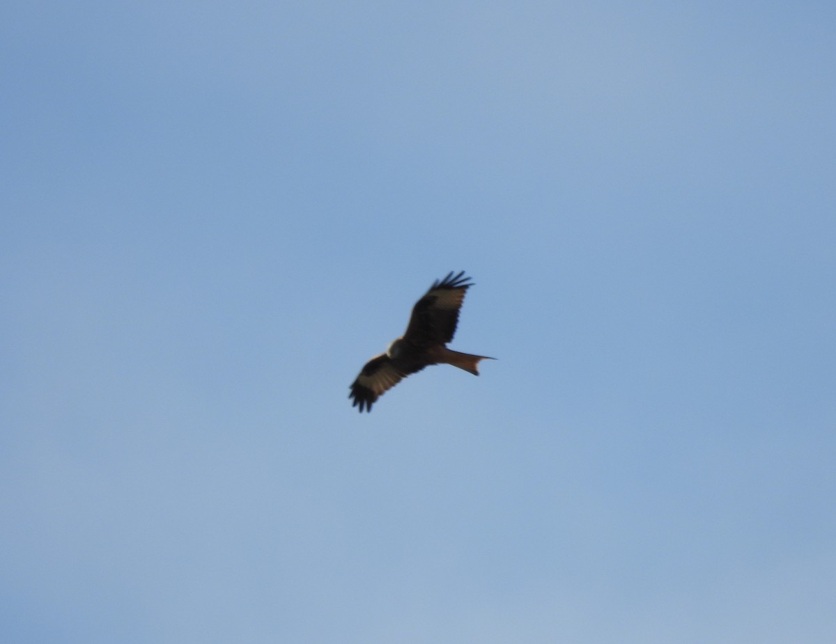 Red Kite - ML645679141