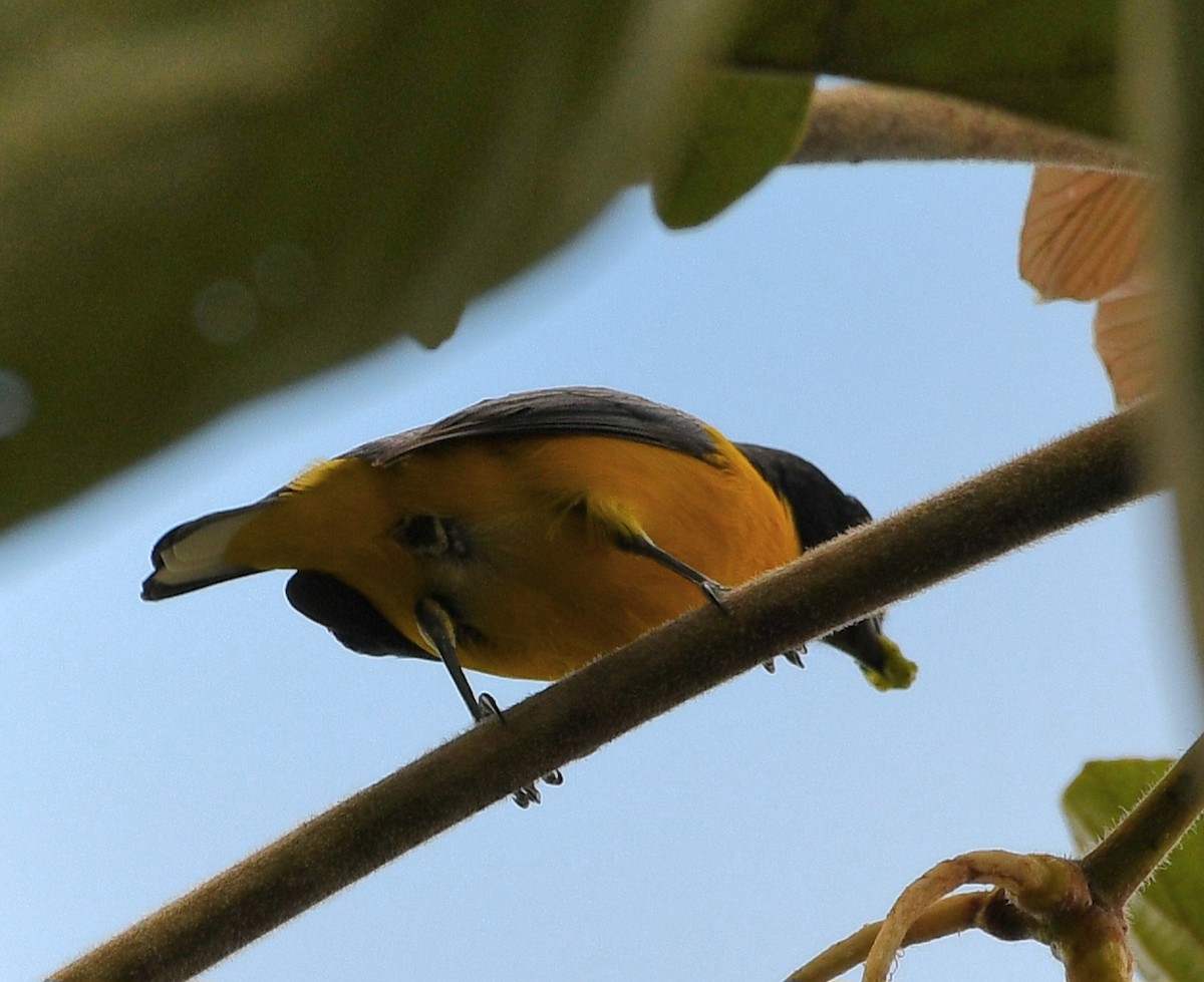 Yellow-throated Euphonia - ML645679161