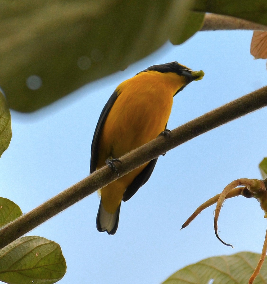 Yellow-throated Euphonia - ML645679162