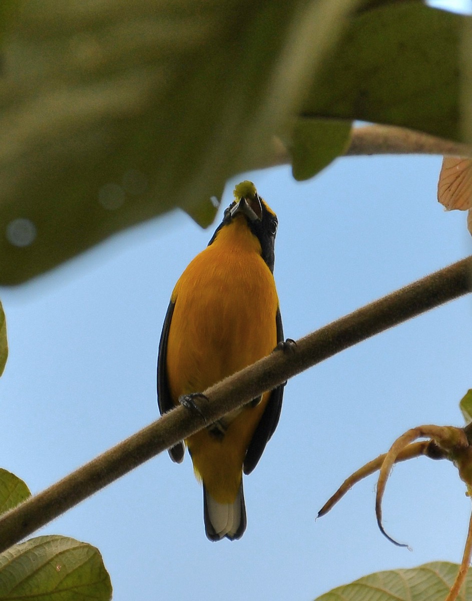 Yellow-throated Euphonia - ML645679163