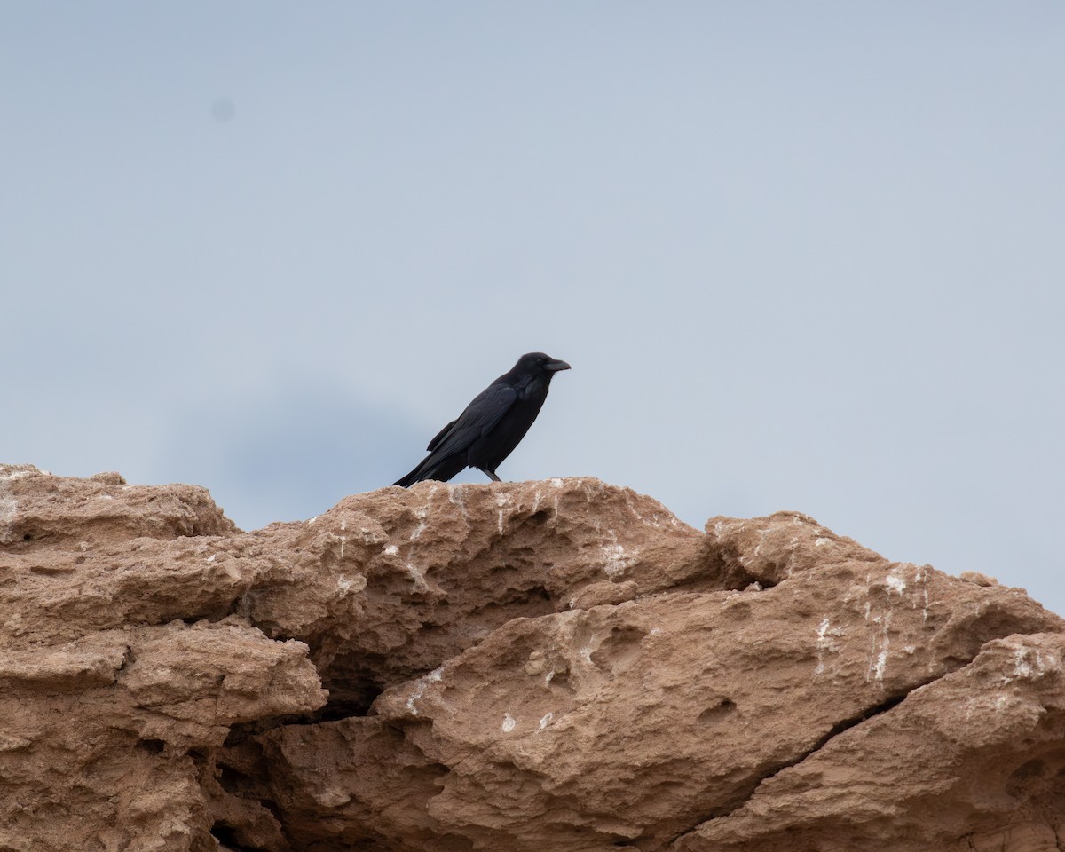 Erroi handia - ML645679173