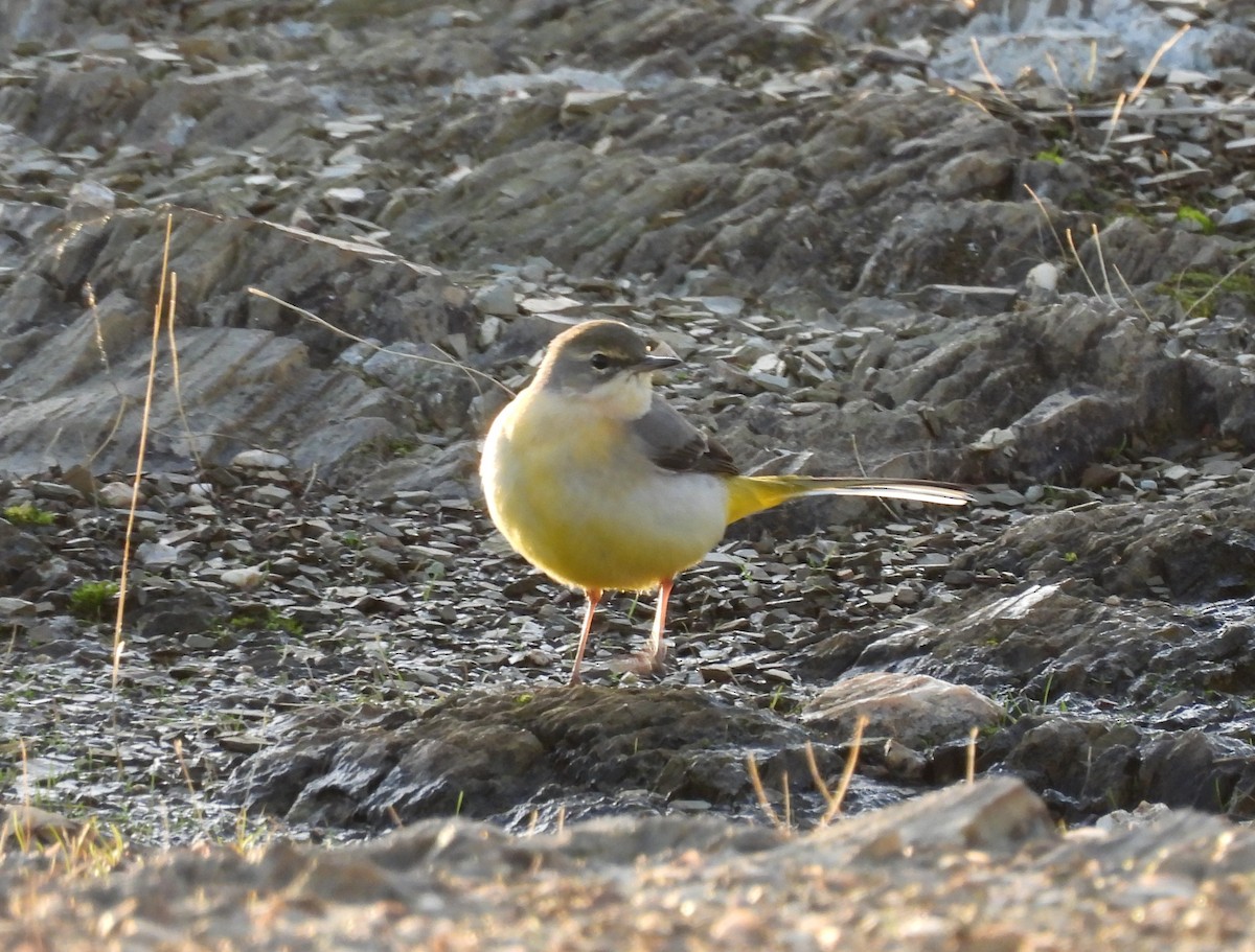 Gray Wagtail - ML645679179