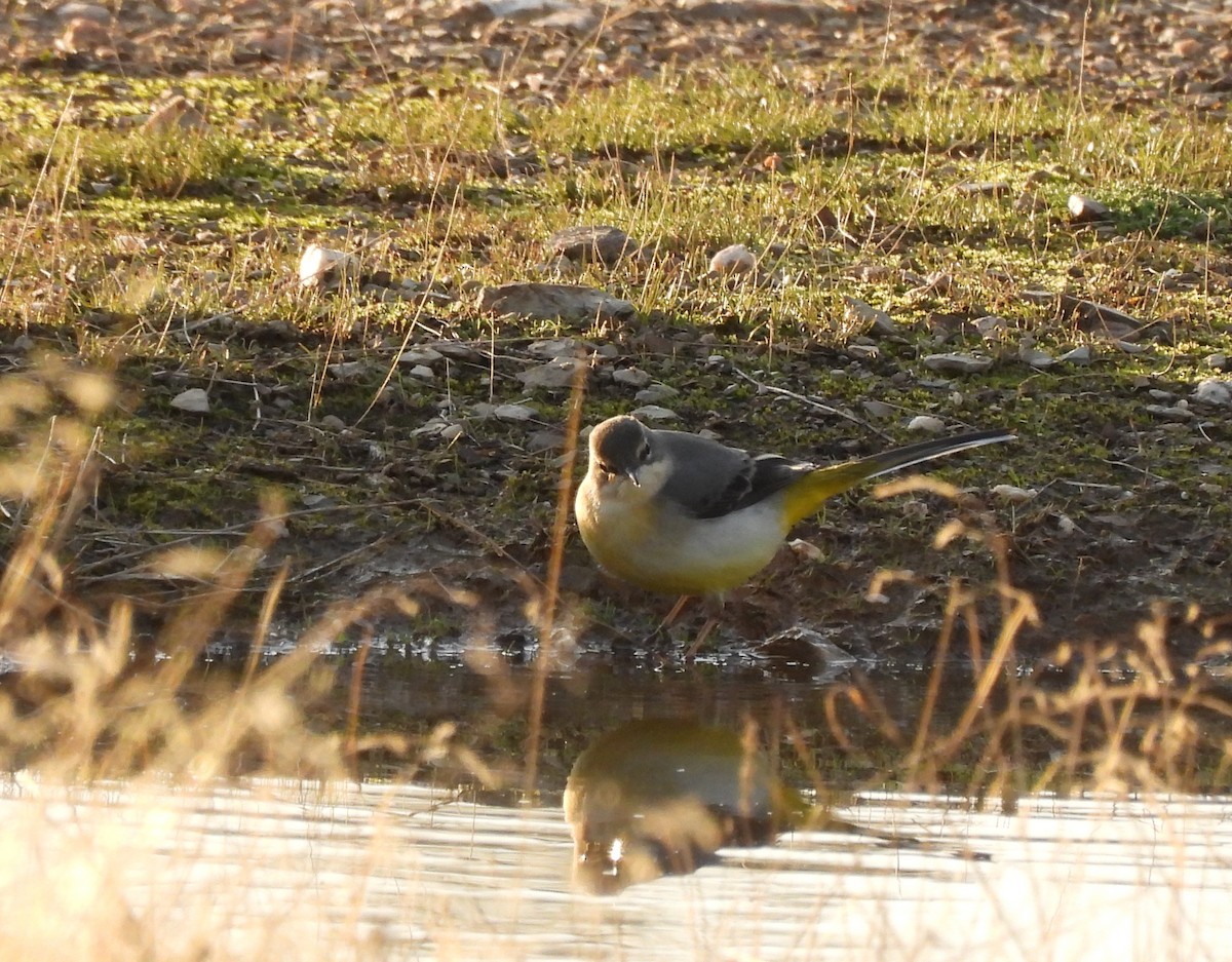 Gray Wagtail - ML645679180