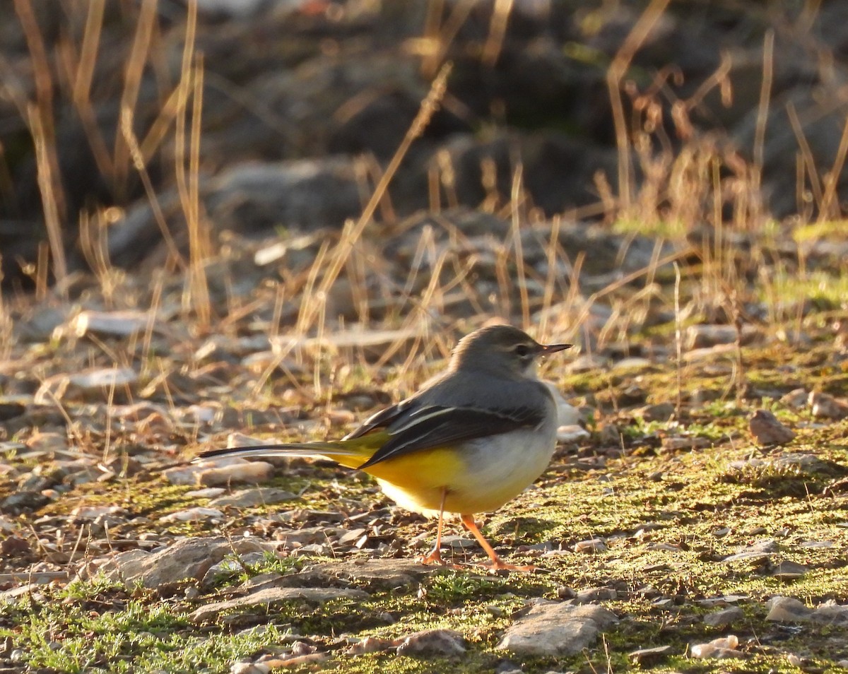 Gray Wagtail - ML645679181