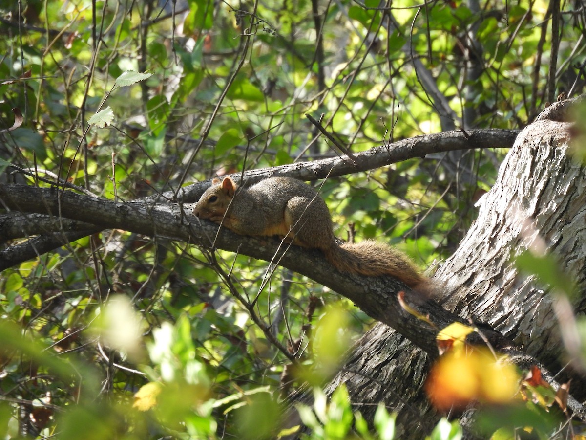 動物界 - ML645679183