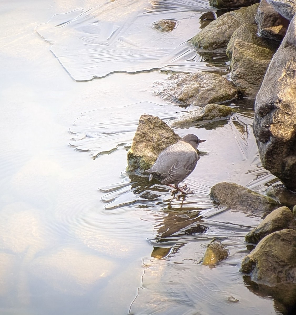 American Dipper - ML645679184