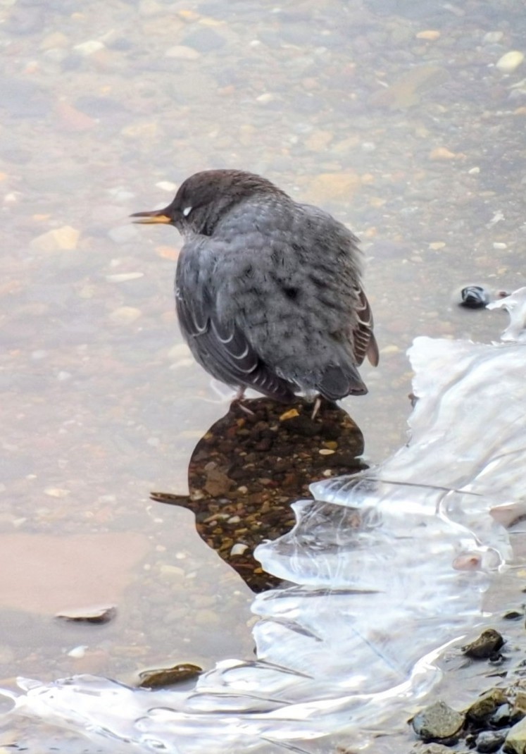 American Dipper - ML645679185