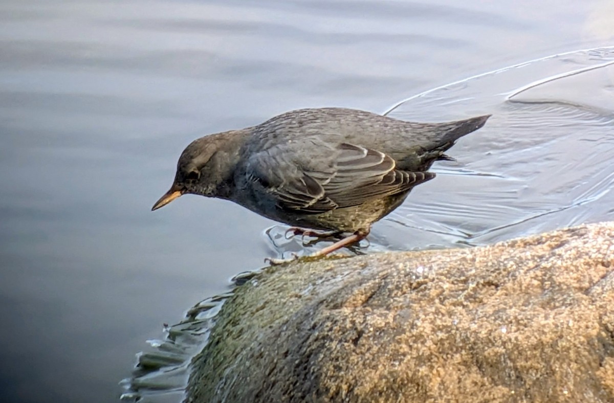 American Dipper - ML645679186