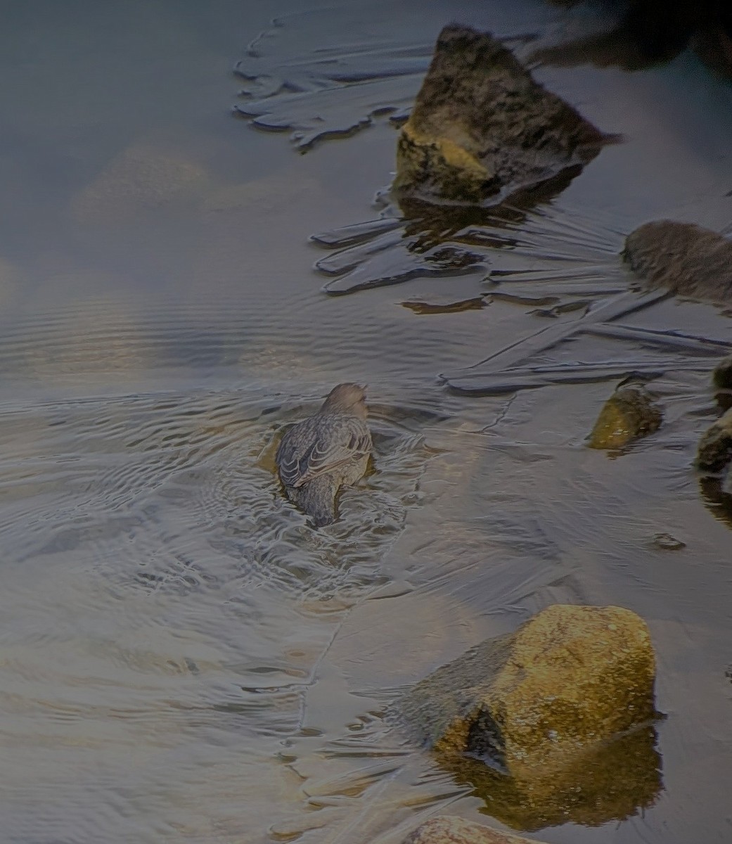 American Dipper - ML645679187