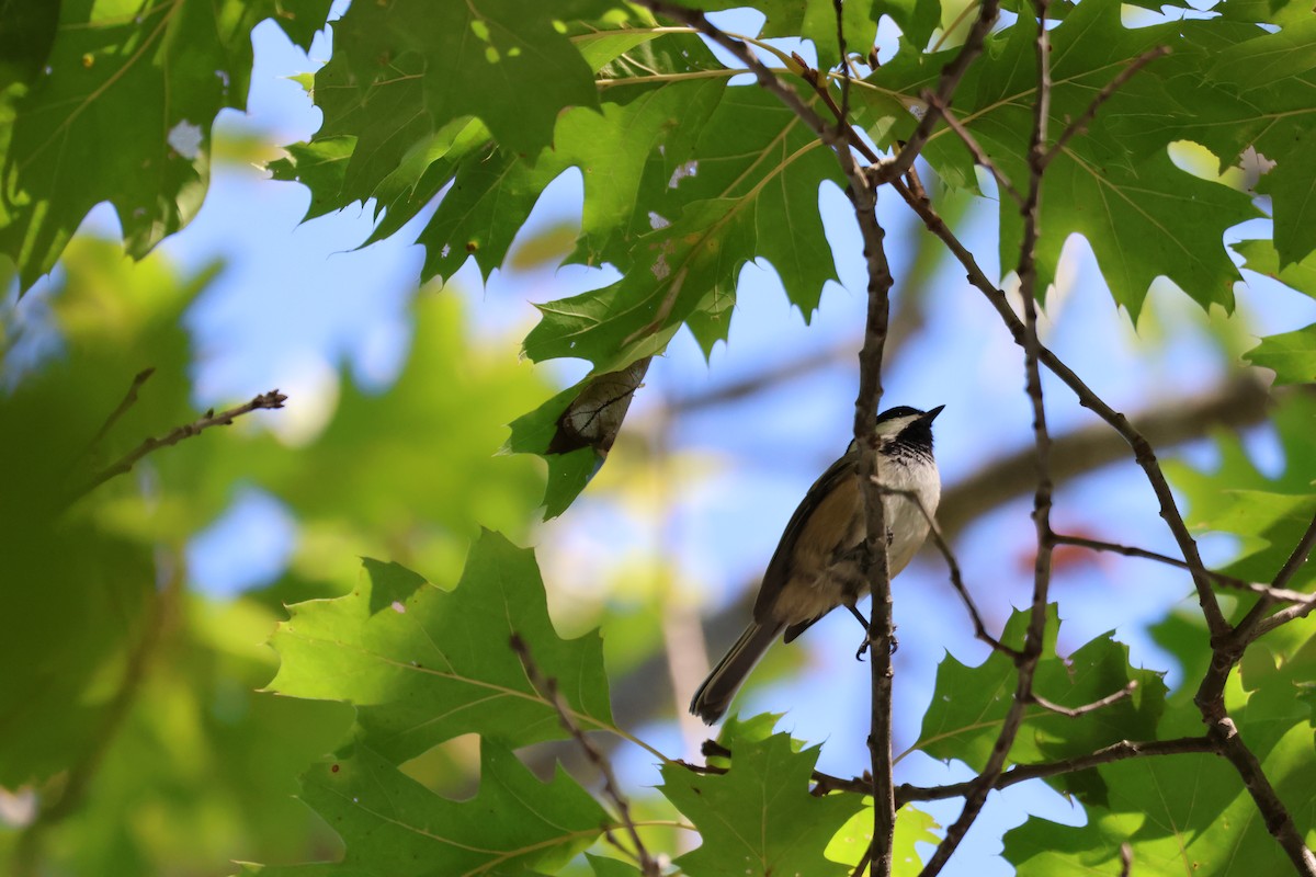 Black-capped Chickadee - ML645679192