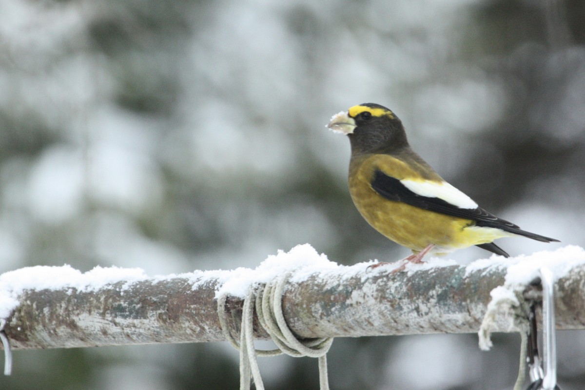 Evening Grosbeak - ML645679215