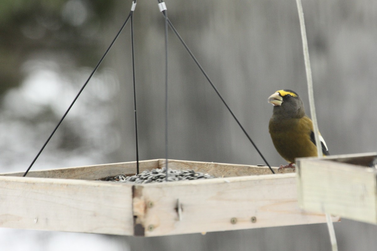 Evening Grosbeak - ML645679217