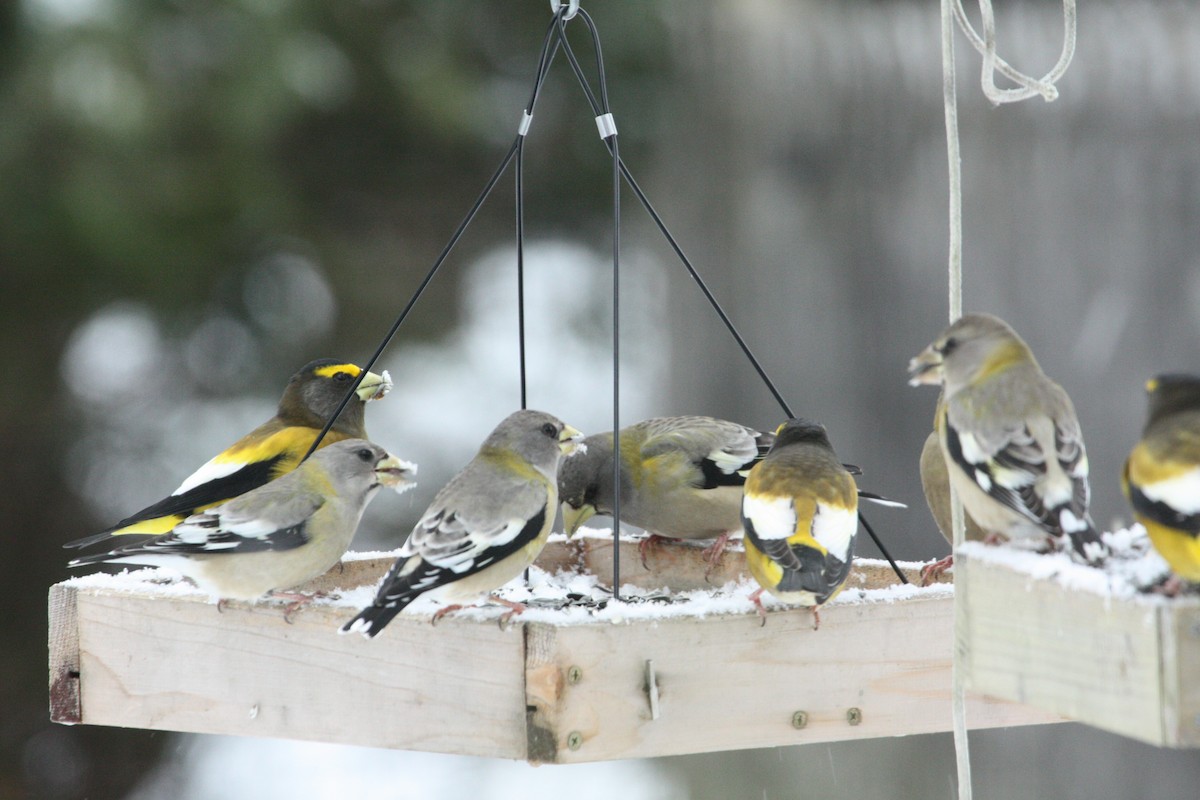 Evening Grosbeak - ML645679218