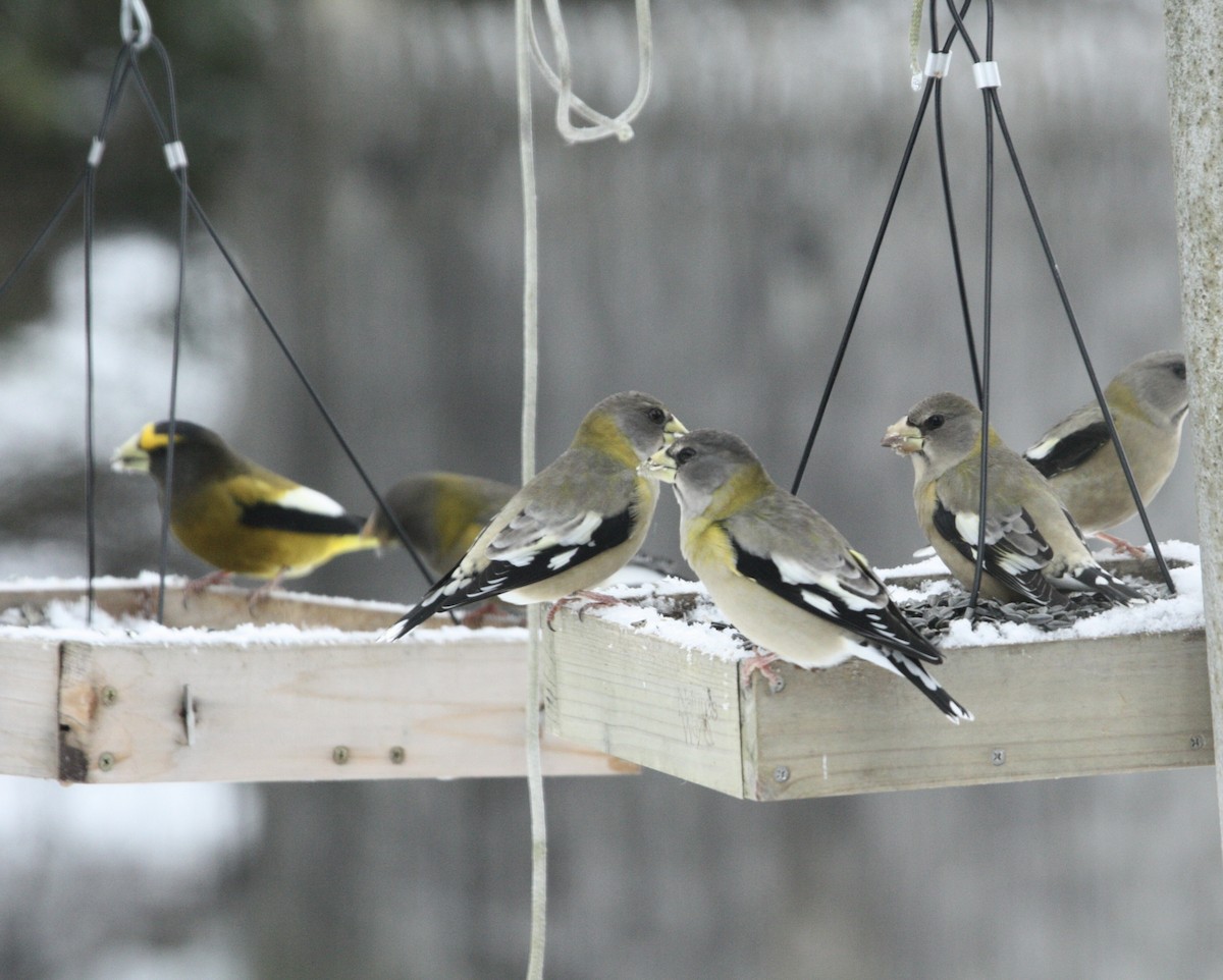 Evening Grosbeak - ML645679219