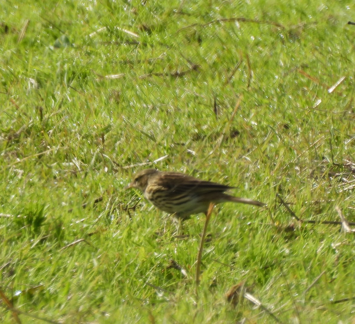 Meadow Pipit - ML645679221