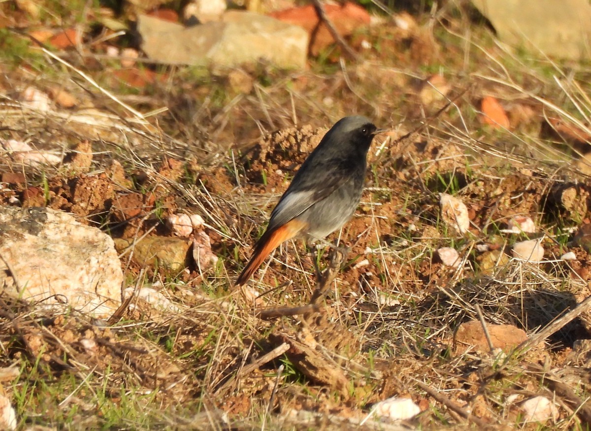 Black Redstart - ML645679236
