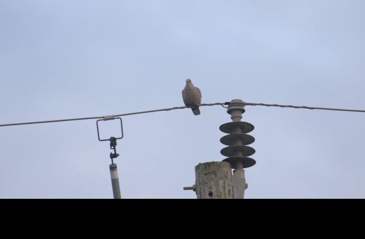 hrdlička zahradní - ML645679242