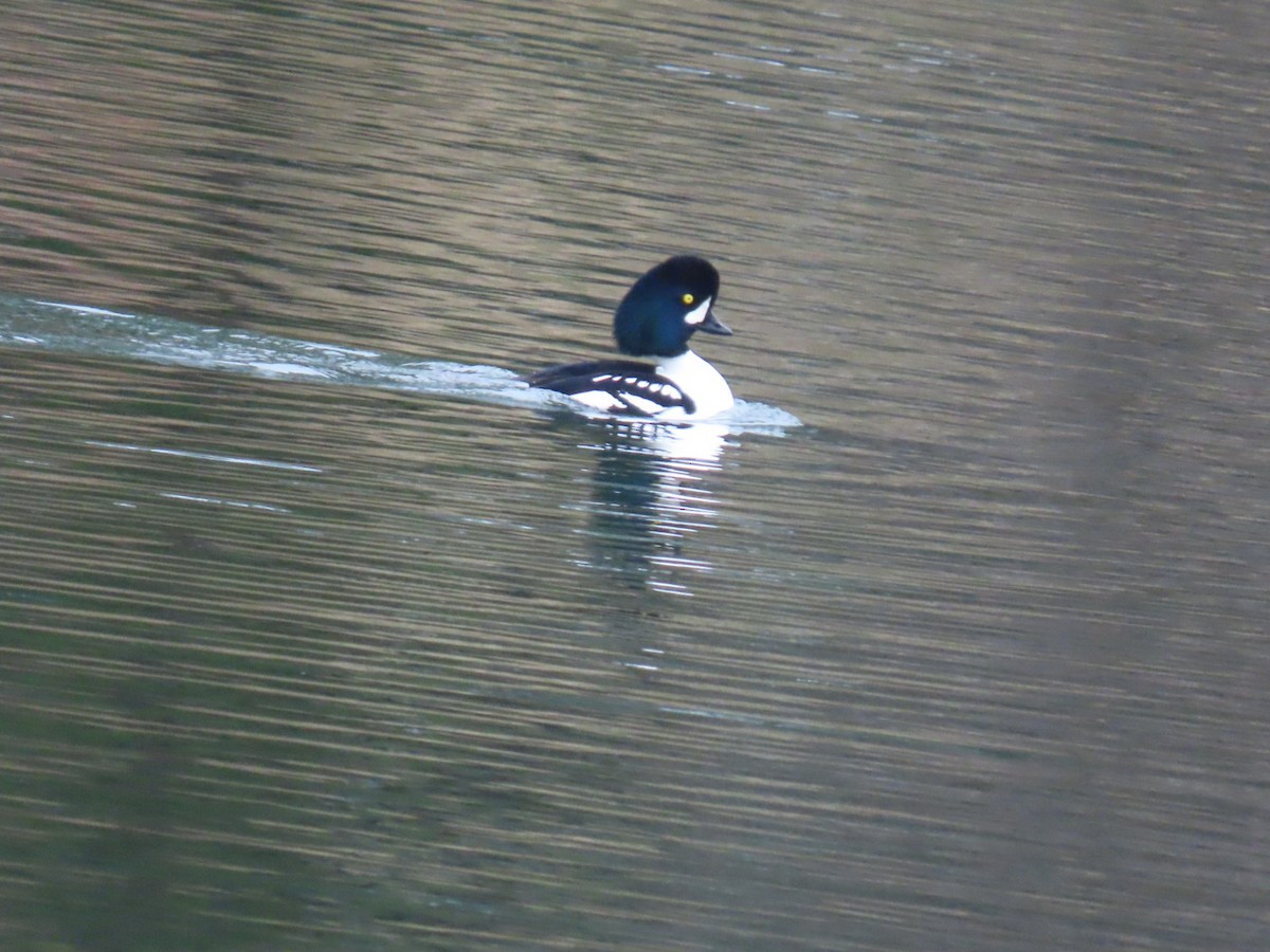 キタホオジロガモ - ML645679271