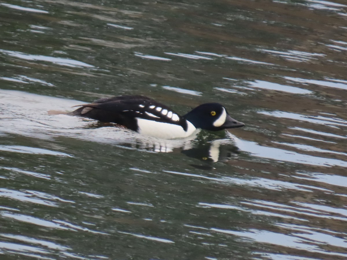 キタホオジロガモ - ML645679273