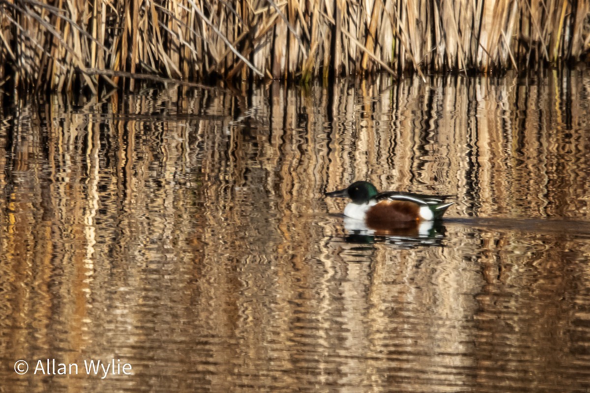 Northern Shoveler - ML645679291