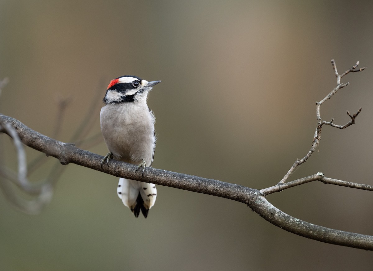 Downy Woodpecker - ML645679299