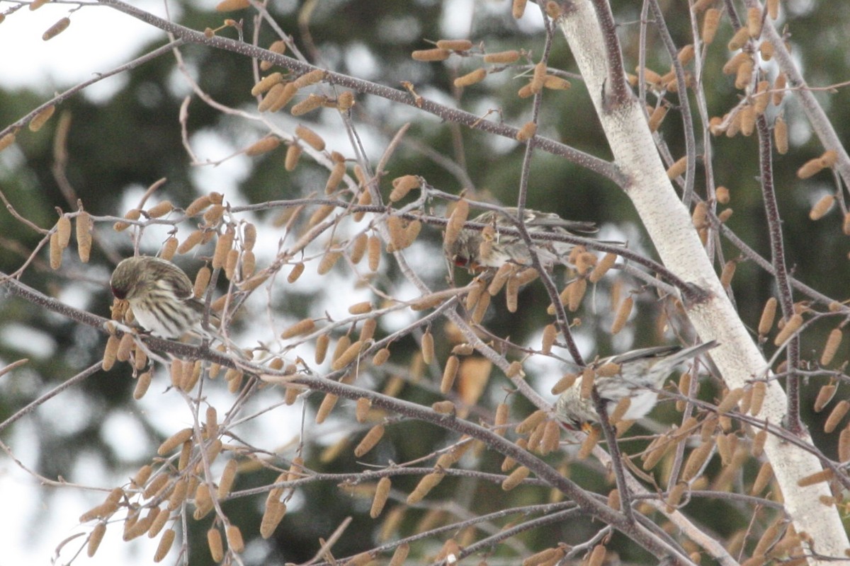 Organetto - ML645679301