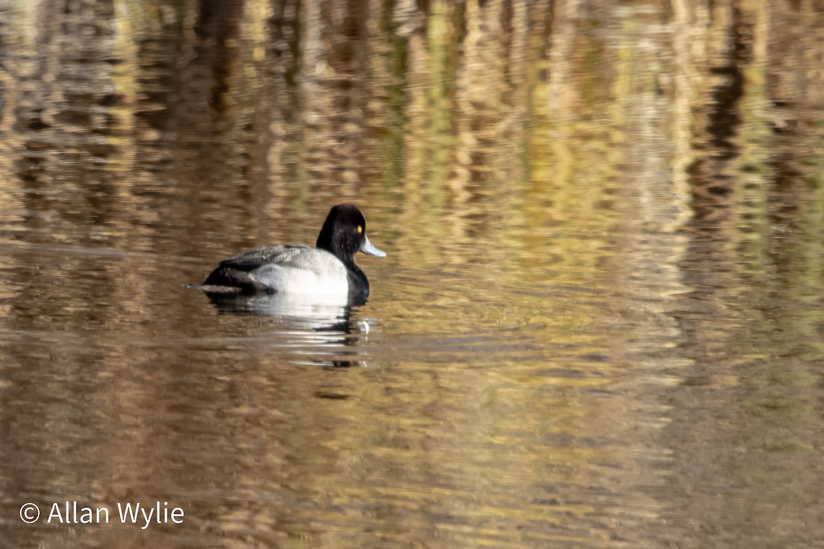 Lesser Scaup - ML645679306