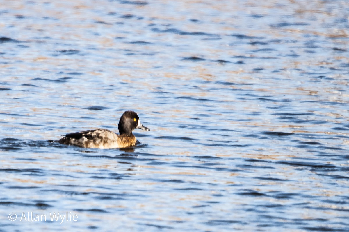 Lesser Scaup - ML645679307