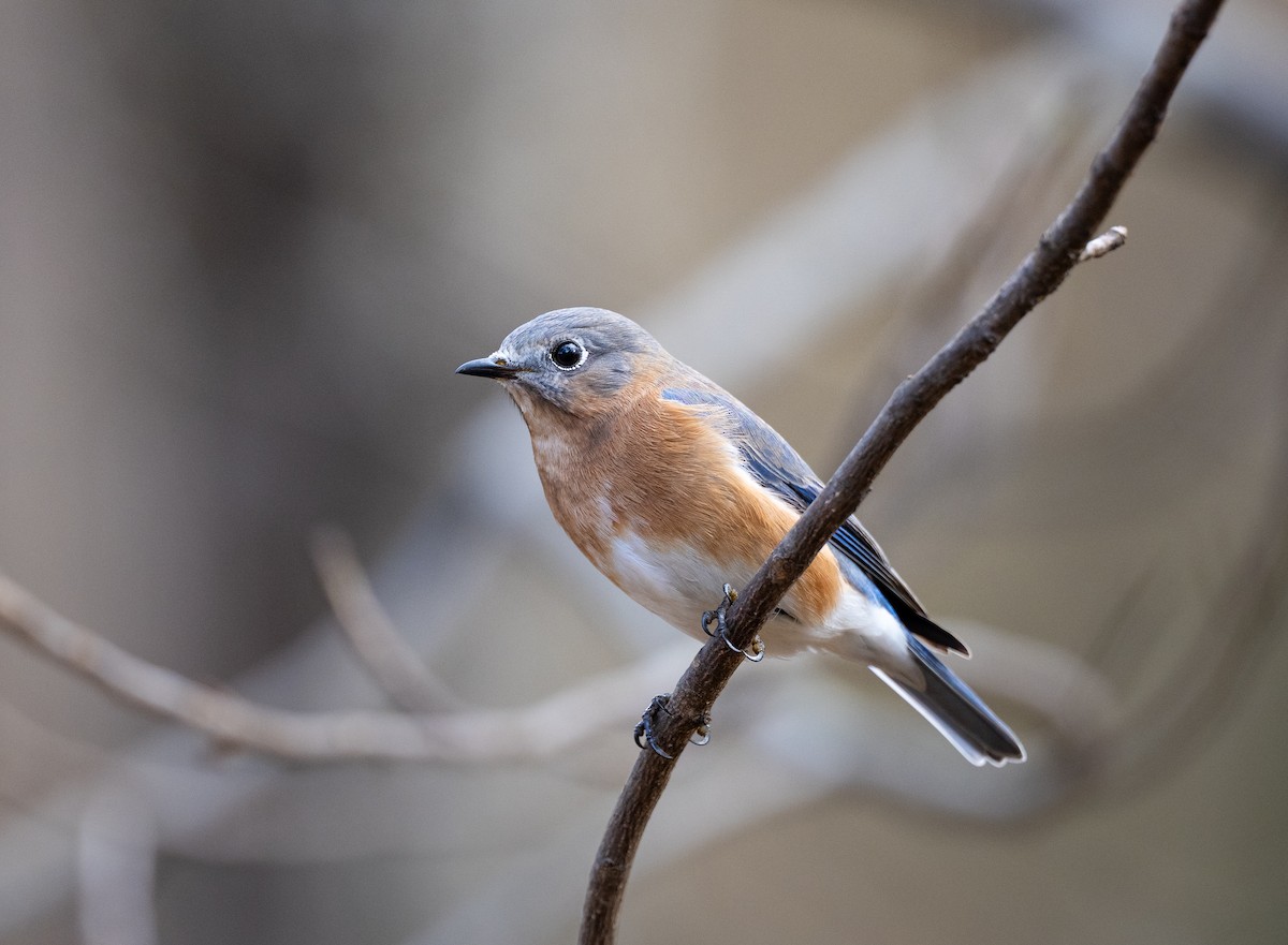 Eastern Bluebird - ML645679316