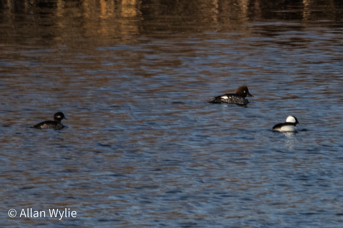 Bufflehead - ML645679331