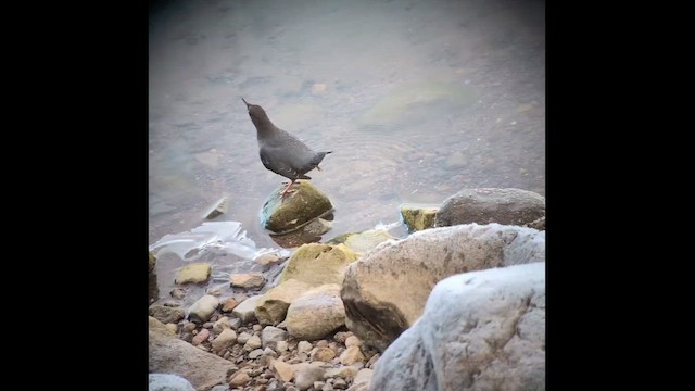 Пронурок сірий - ML645679333
