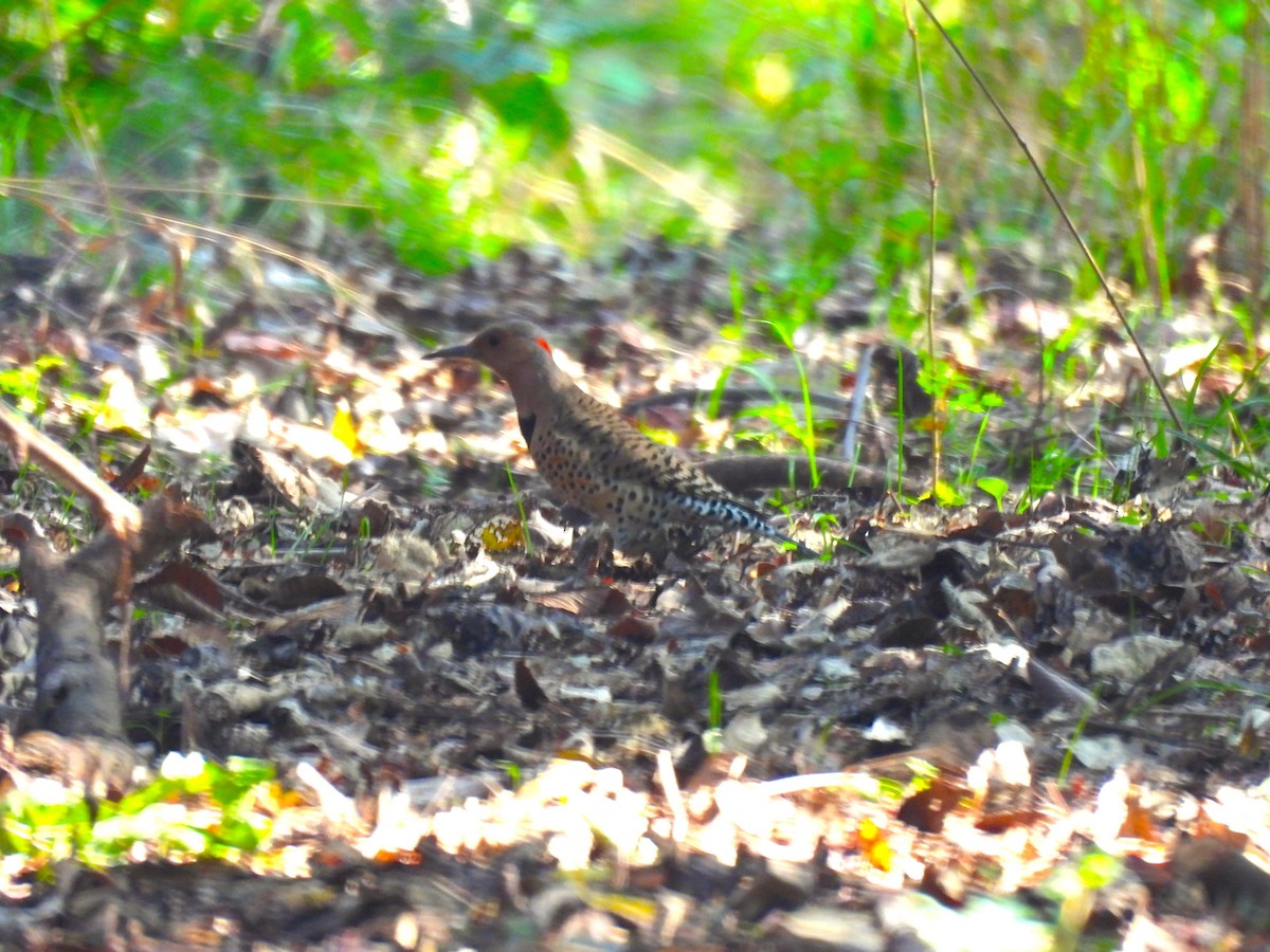 Northern Flicker - ML645679338