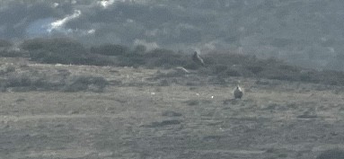 tetřívek coloradský - ML645679343