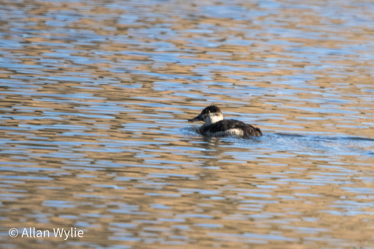 Ruddy Duck - ML645679345