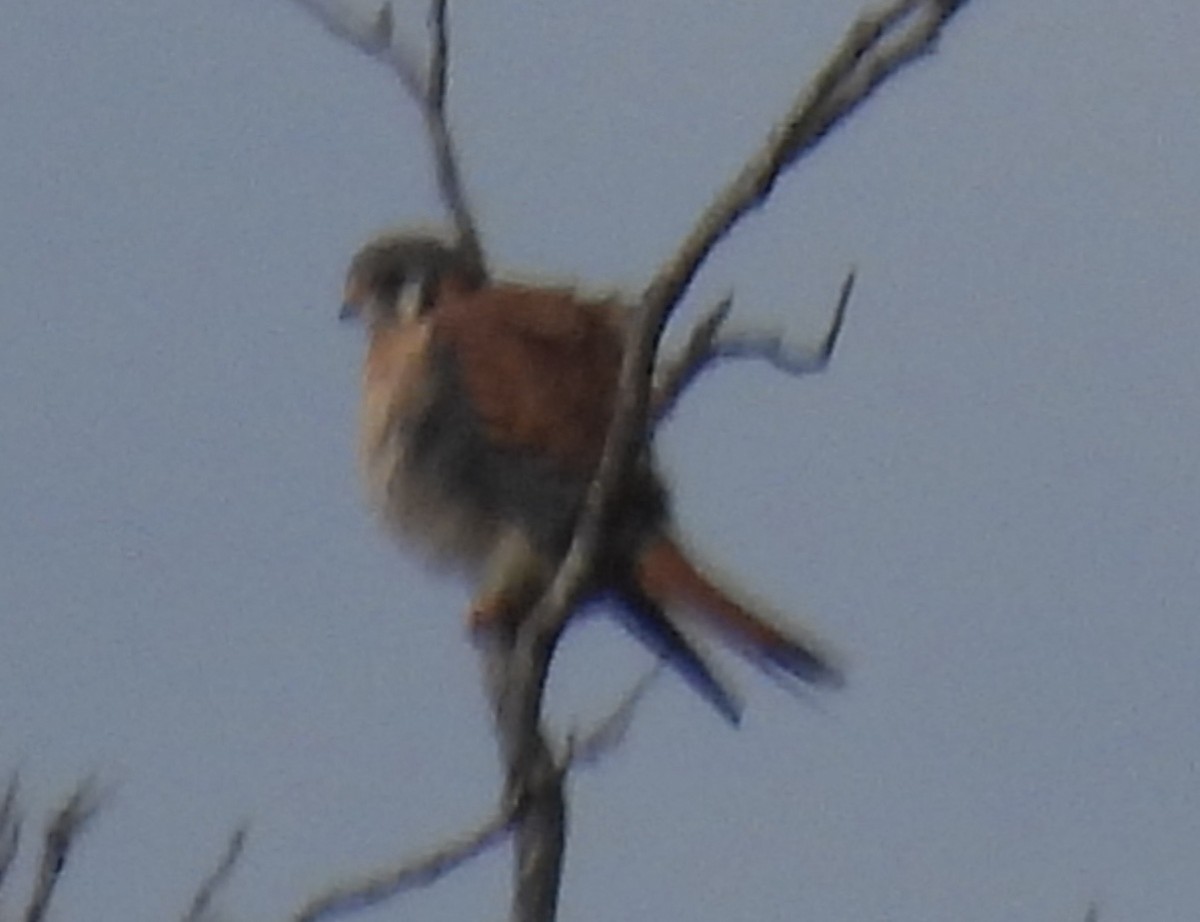 American Kestrel - ML645679352