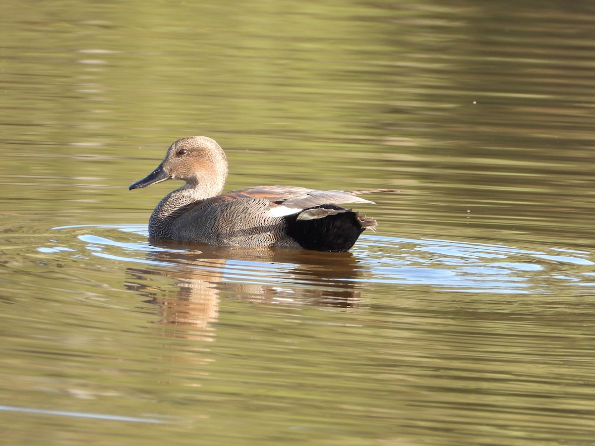 Gadwall - ML645679364