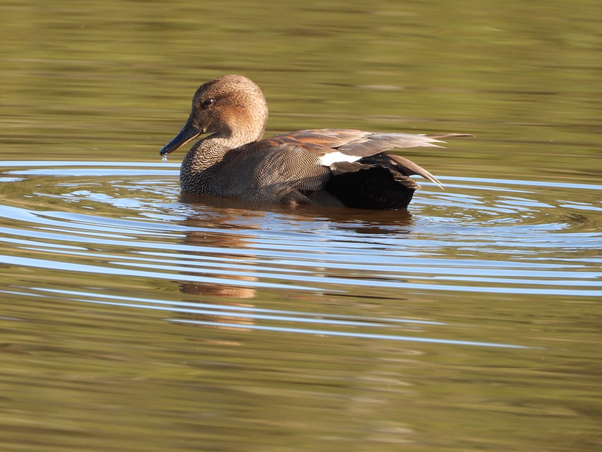 Gadwall - ML645679365