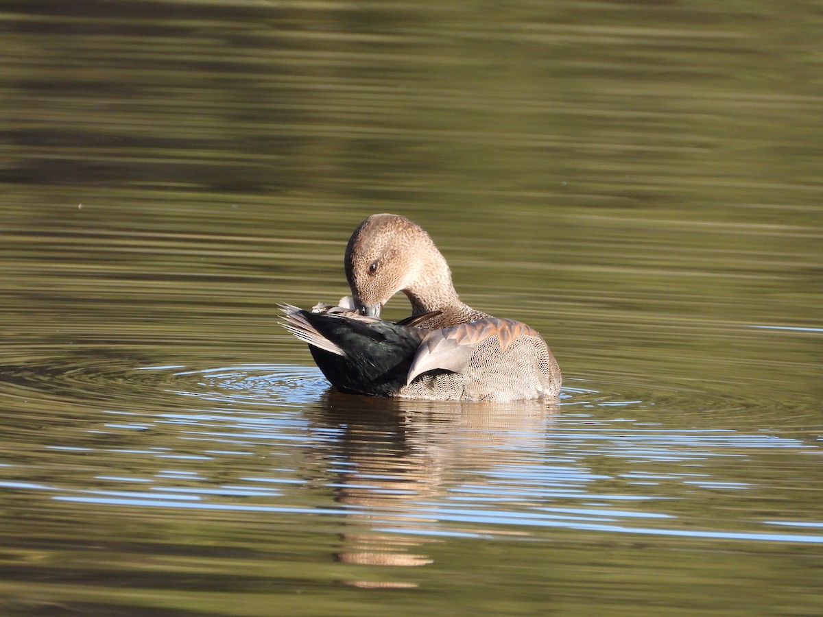 Gadwall - ML645679366