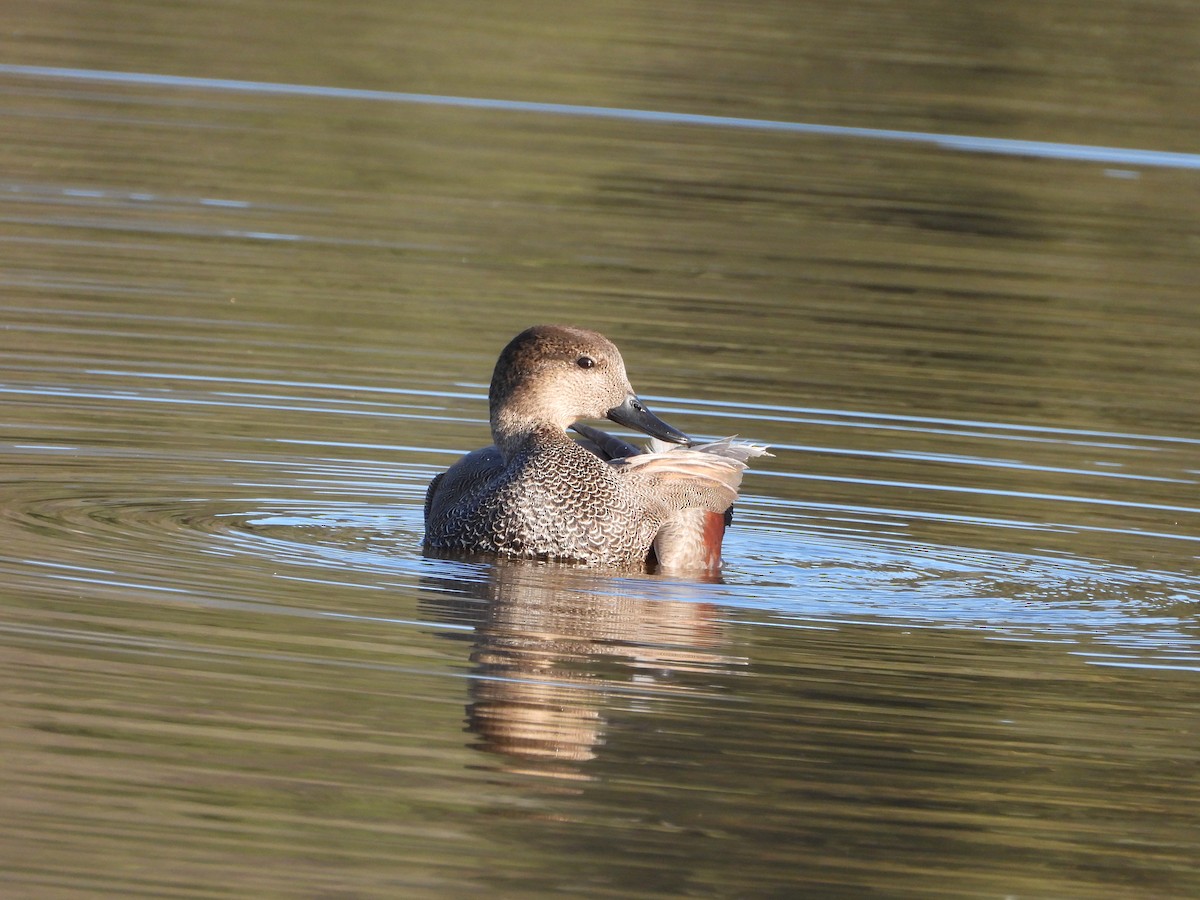 Gadwall - ML645679367