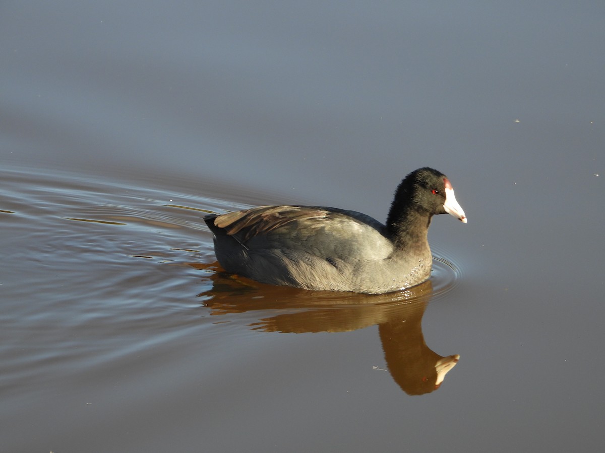 American Coot - ML645679396
