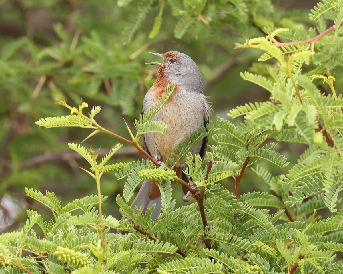 Tamarugo Conebill - ML645679410