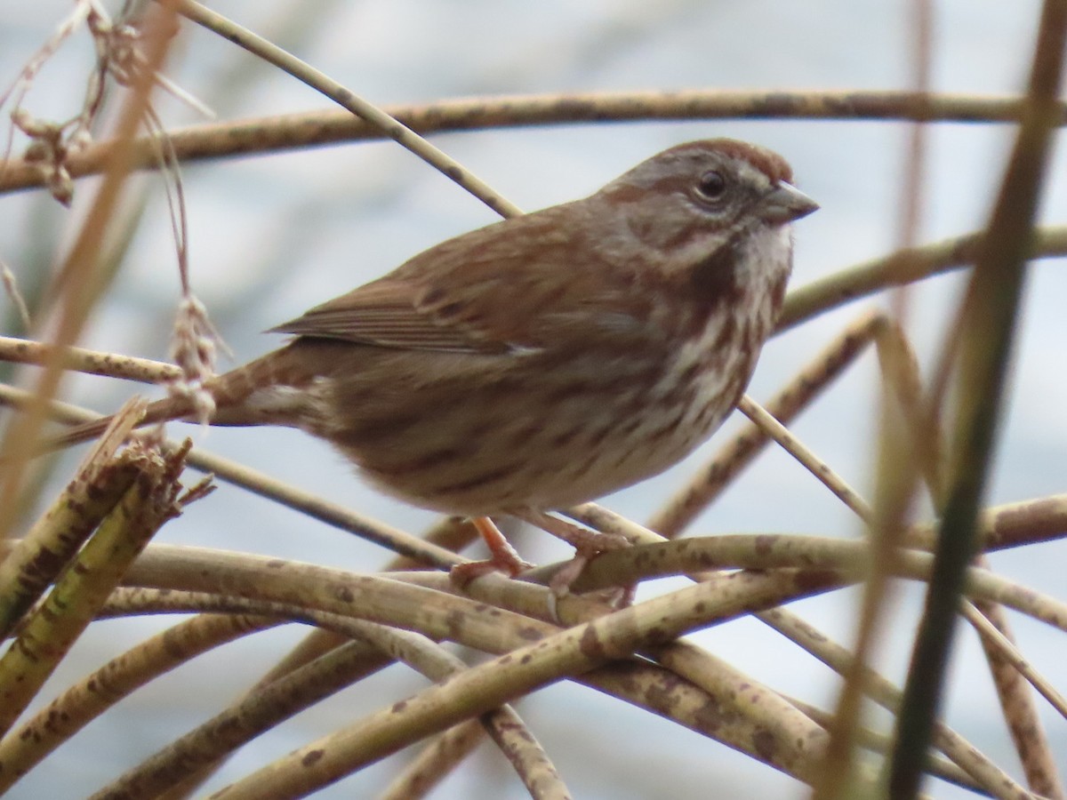 Song Sparrow - ML645679434