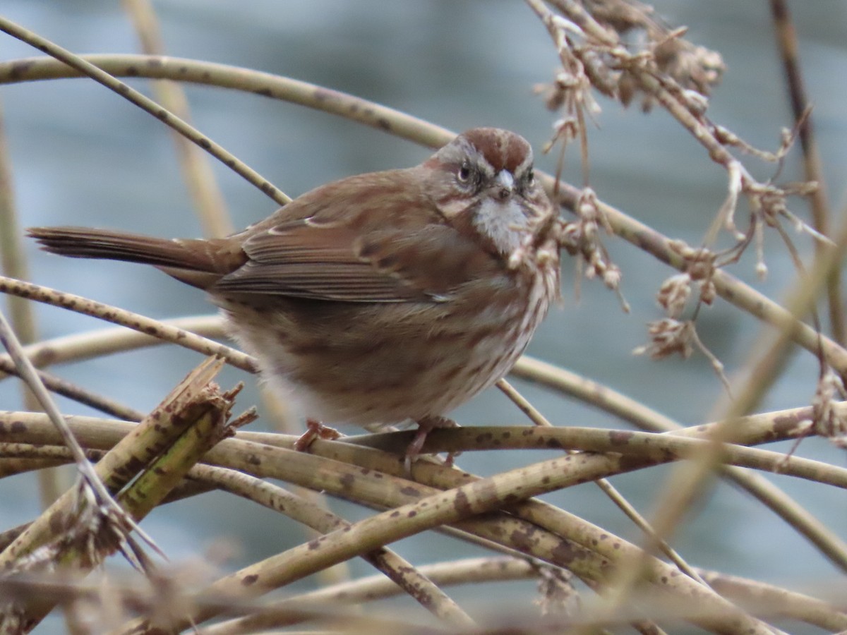 Song Sparrow - ML645679437