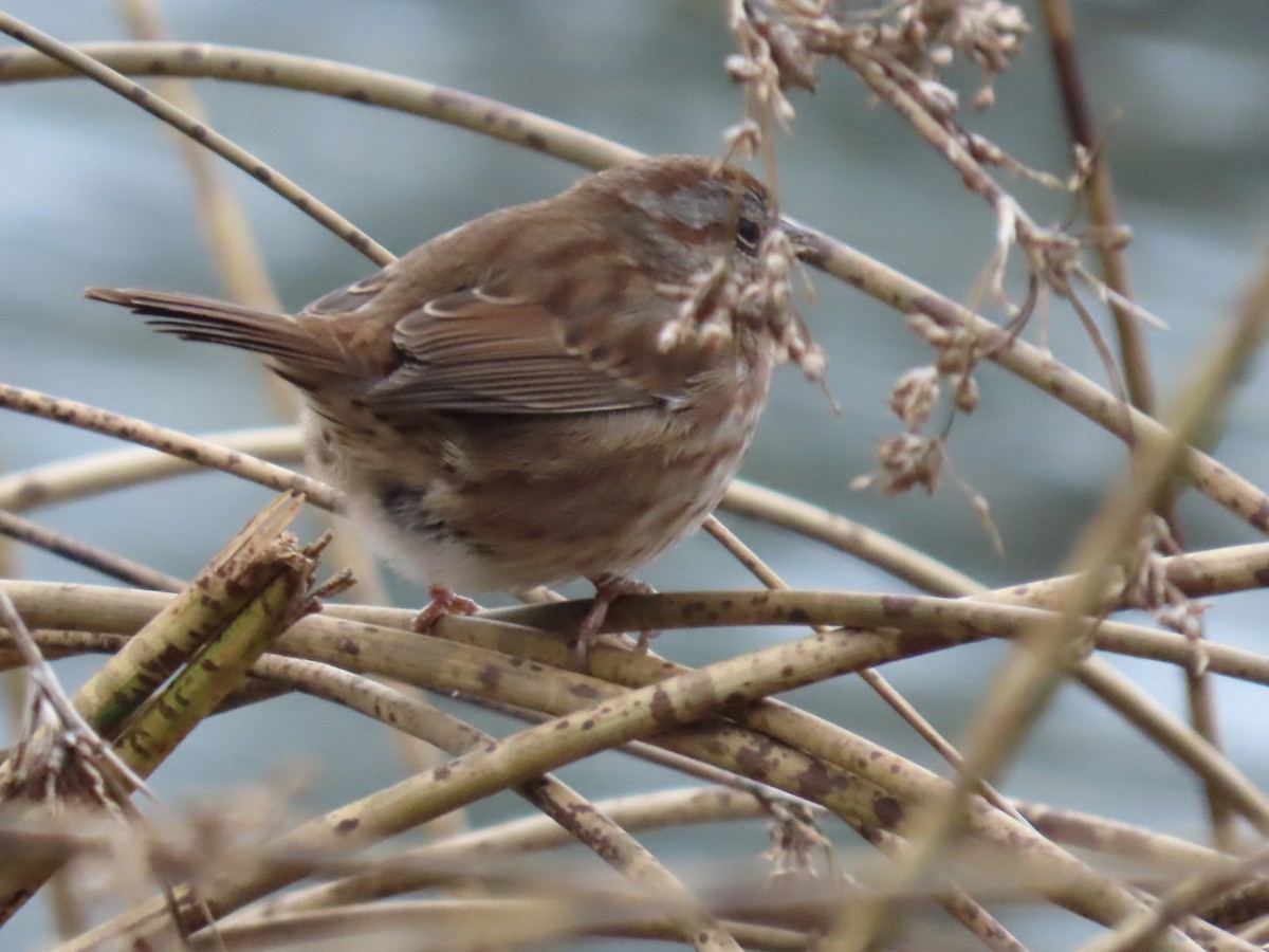 Song Sparrow - ML645679441