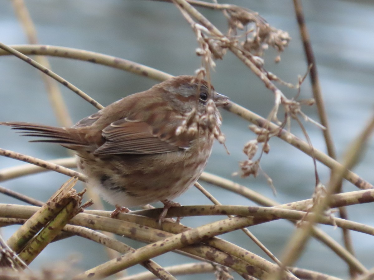 Song Sparrow - ML645679442